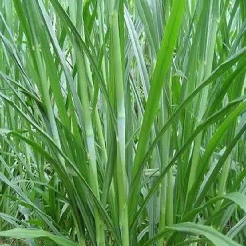 台湾甜象草种子多年生四季高产牧草种子养殖牛羊兔鱼甜象草籽
