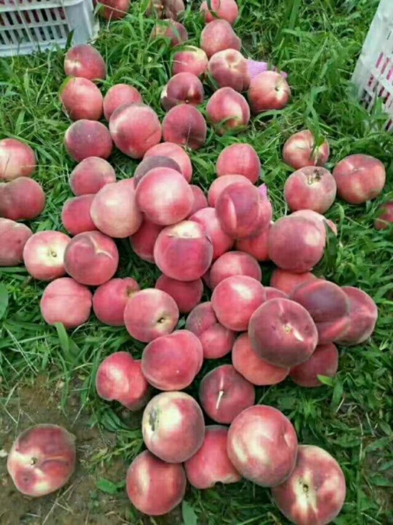 水密桃树苗嫁接蜜桃苗品种纯一手货源基地直发长期售后