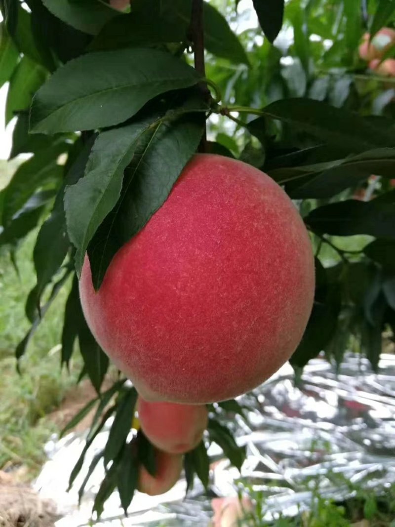 水密桃树苗嫁接蜜桃苗品种纯一手货源基地直发长期售后