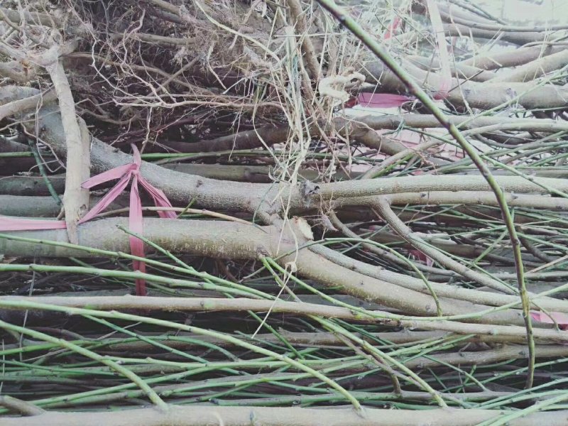 水密桃树苗嫁接蜜桃苗品种纯一手货源基地直发长期售后