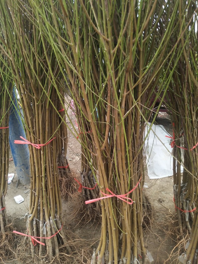 水密桃树苗嫁接蜜桃苗品种纯一手货源基地直发长期售后