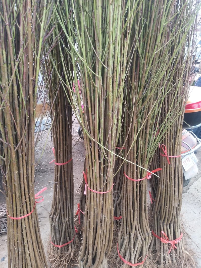 水密桃树苗嫁接蜜桃苗品种纯一手货源基地直发长期售后