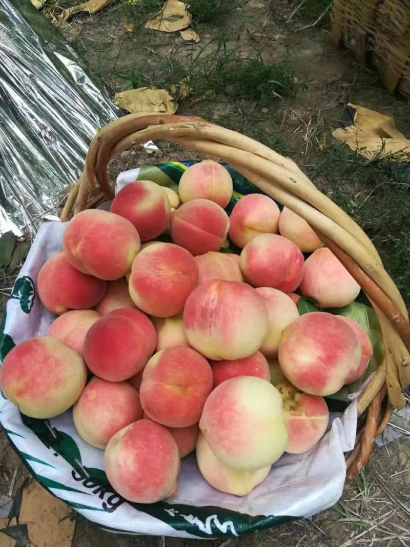 水密桃树苗嫁接蜜桃苗品种纯一手货源基地直发长期售后