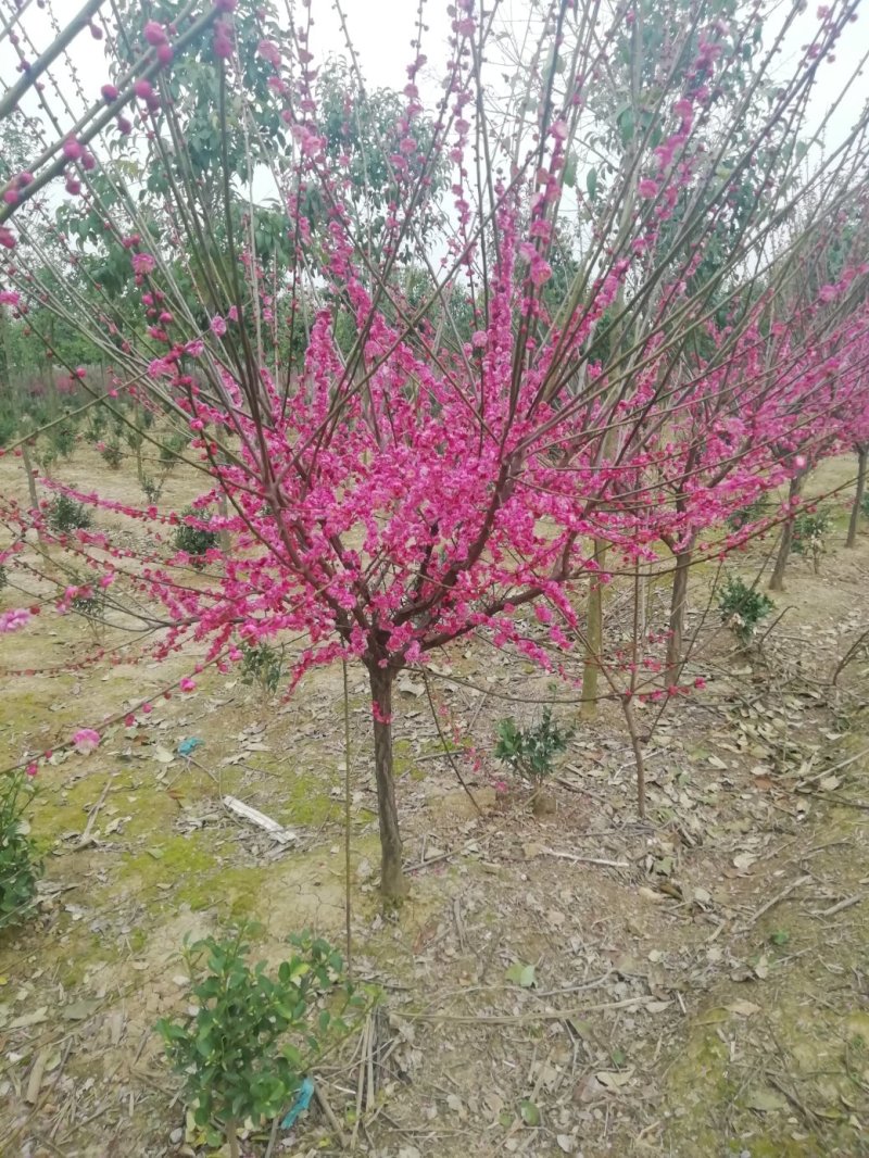 湖北孝感，精品红梅冠美杆直，价格从优。
