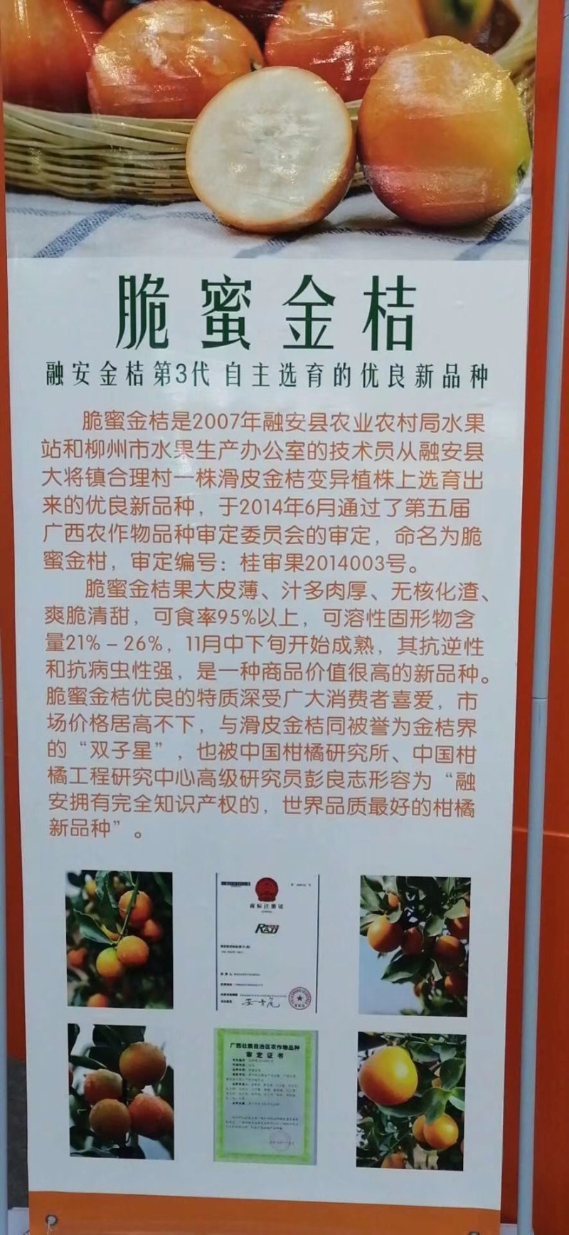 优质正版广西融安新一代脆蜜金桔苗产地批发全国包邮