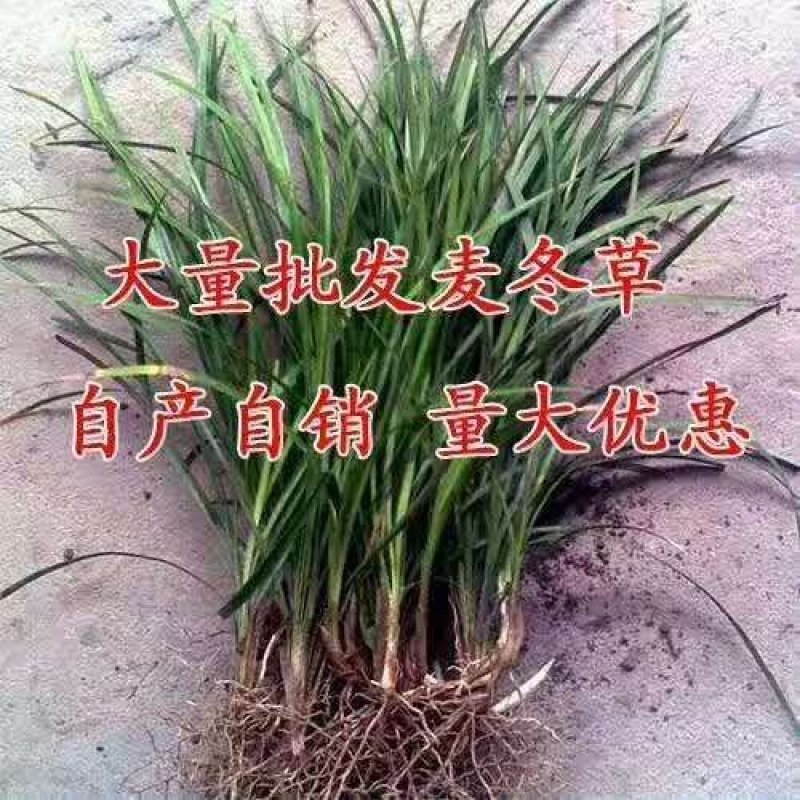 襄阳麦冬草鸢尾葱兰产地直销，欢迎老板进店咨询