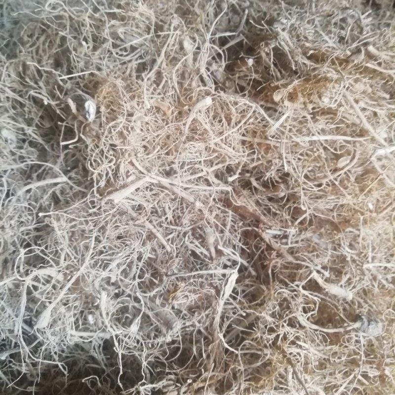 正品限时抢购文山三七根须批发炖汤佳品