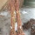 新品种嫁接鲜食黄桃苗新黄金蜜一号早熟黄桃基地直销售