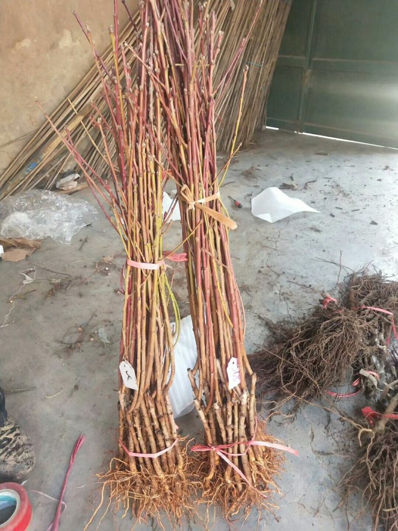 新品种嫁接鲜食黄桃苗新黄金蜜一号早熟黄桃基地直销售
