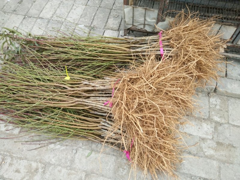新品种嫁接鲜食黄桃苗新黄金蜜一号早熟黄桃基地直销售