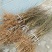 新品种嫁接鲜食黄桃苗新黄金蜜一号早熟黄桃基地直销售