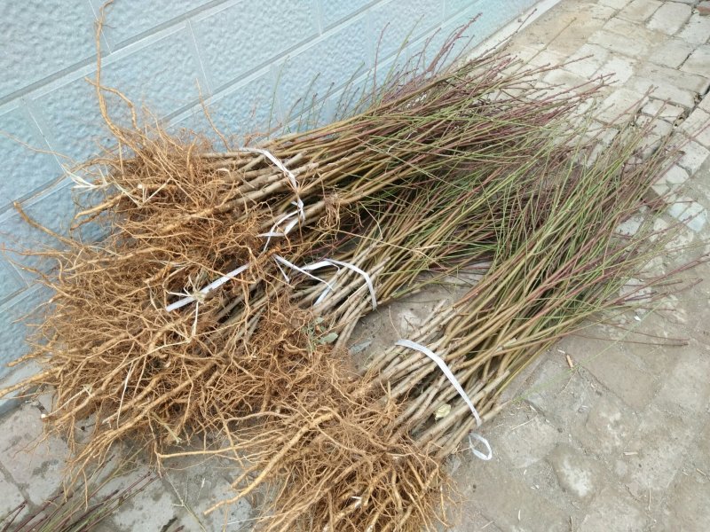 新品种嫁接鲜食黄桃苗新黄金蜜一号早熟黄桃基地直销售