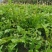 蒲公英茶新鲜蒲公英发酵红茶一件代发