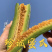 万亩羊角蜜甜瓜基地货量大价格低专业供应