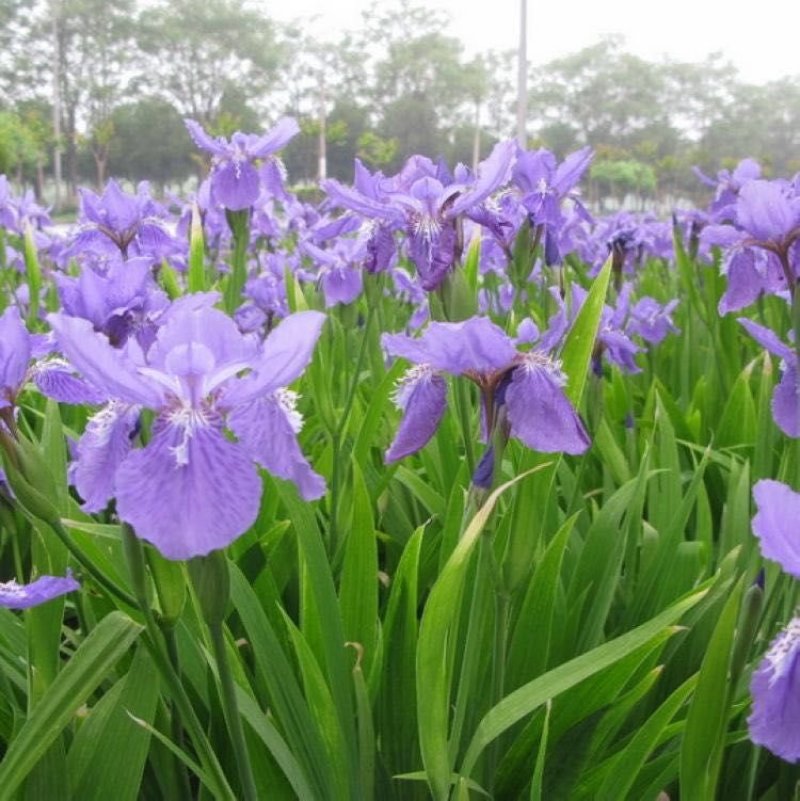 供应鸢尾麦冬草葱兰量大优惠，欢迎老板进店咨询