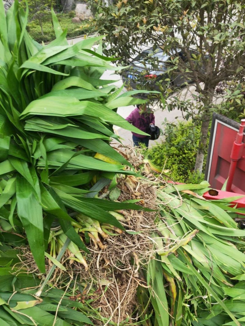 供应鸢尾麦冬草葱兰量大优惠，欢迎老板进店咨询