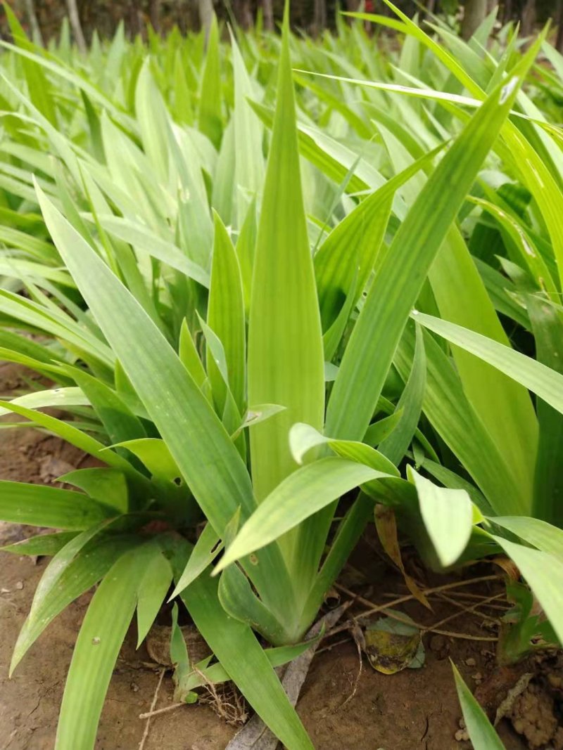 供应鸢尾麦冬草葱兰量大优惠，欢迎老板进店咨询