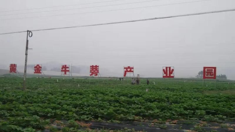 牛蒡干片牛蒡片徐州特产产地直发包邮煲汤做菜用