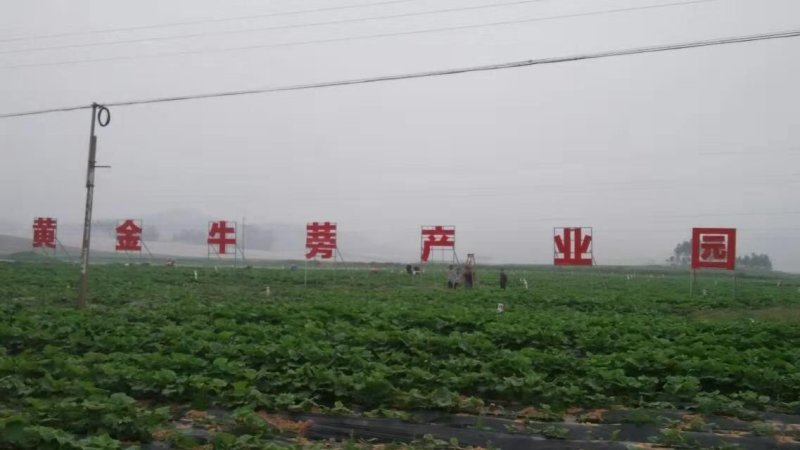 牛蒡干片牛蒡片徐州特产产地直发包邮煲汤做菜用