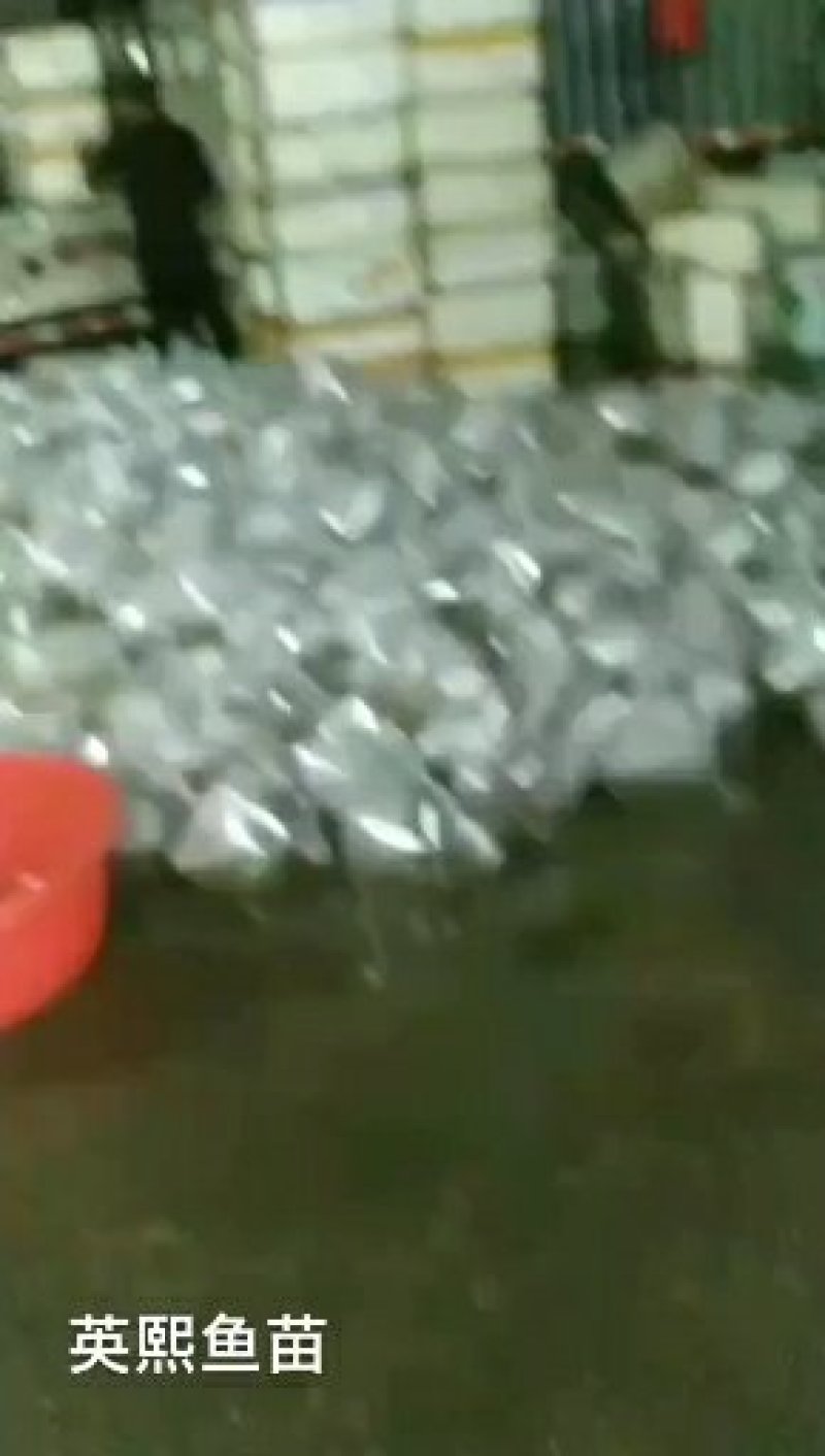 【推荐】南美对白虾苗/量大从优全国包邮