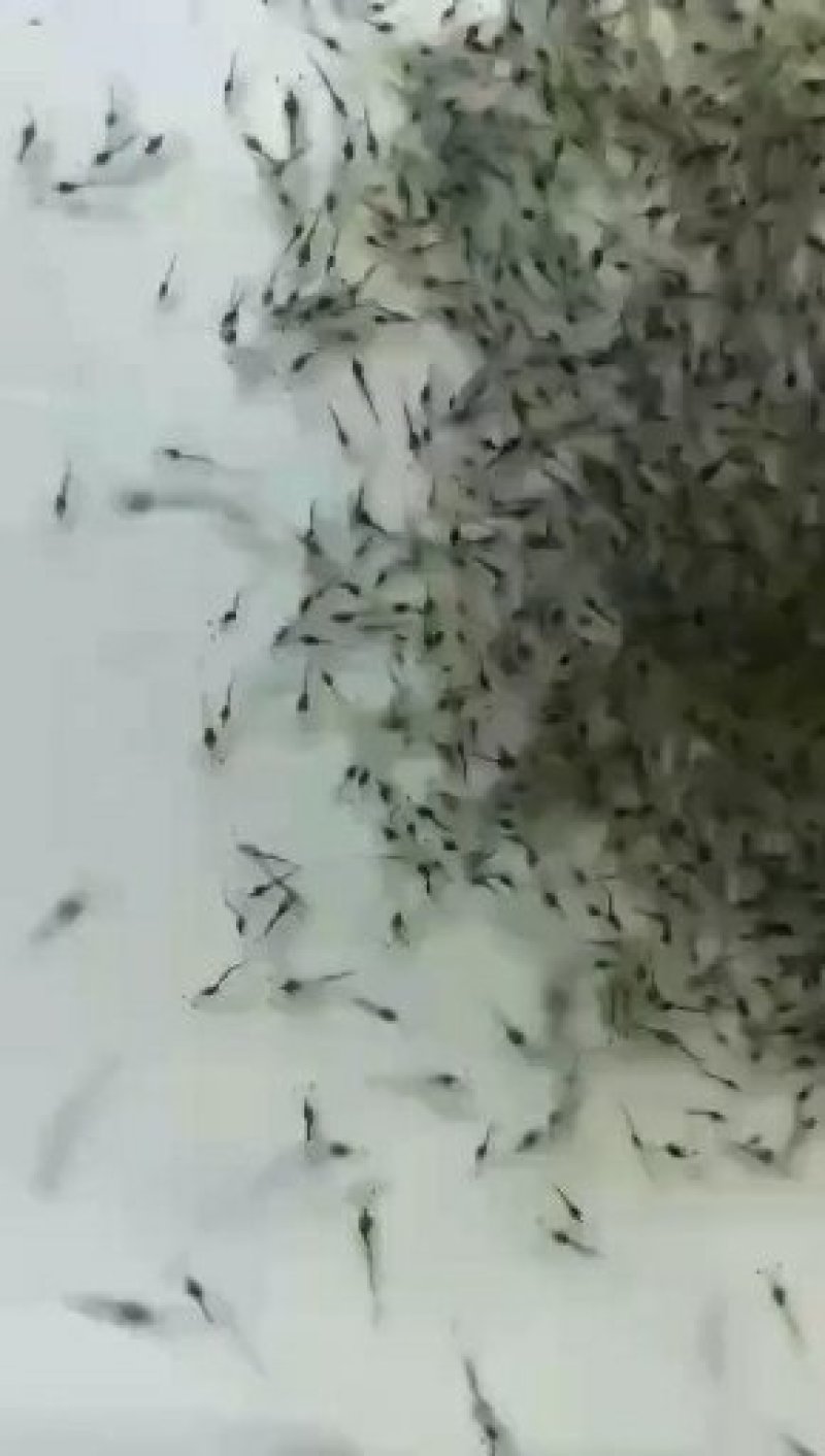 【推荐】南美对白虾苗/量大从优全国包邮