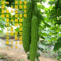 高产抗病突瘤，丰农9号苦瓜种子，商品性佳的苦瓜品种，
