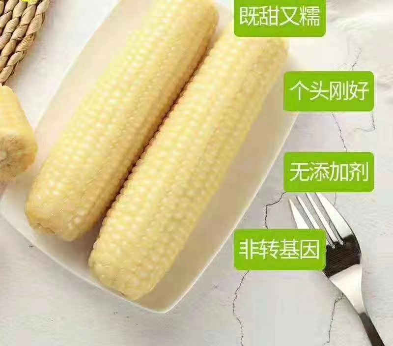 最好吃的年苞米25元包邮量大优惠