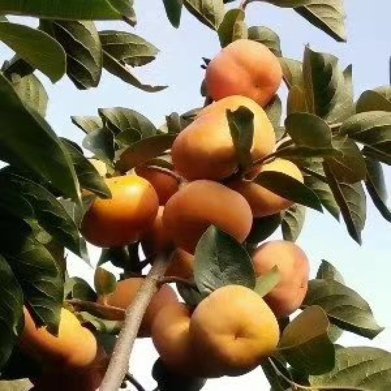 甜脆柿子树苗免费提供技术指导【绝不坑农】