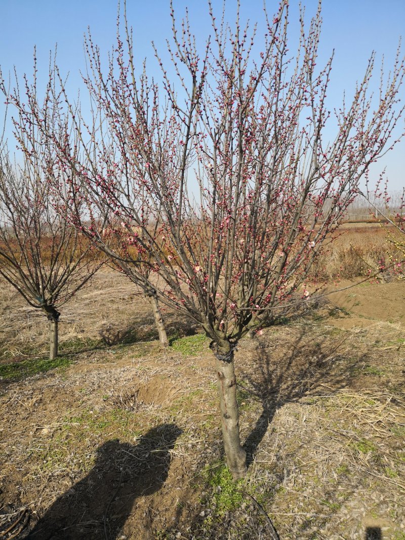 苗圃基地供应各类绿化苗木，