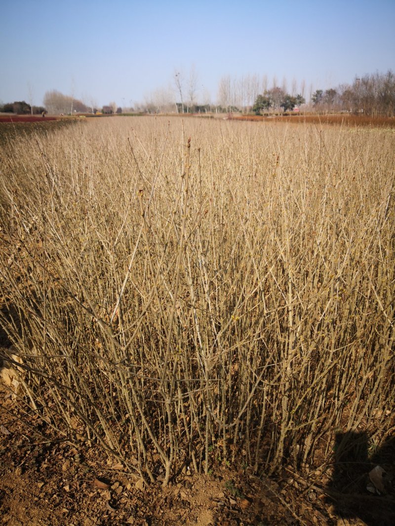 苗圃基地供应各类绿化苗木，