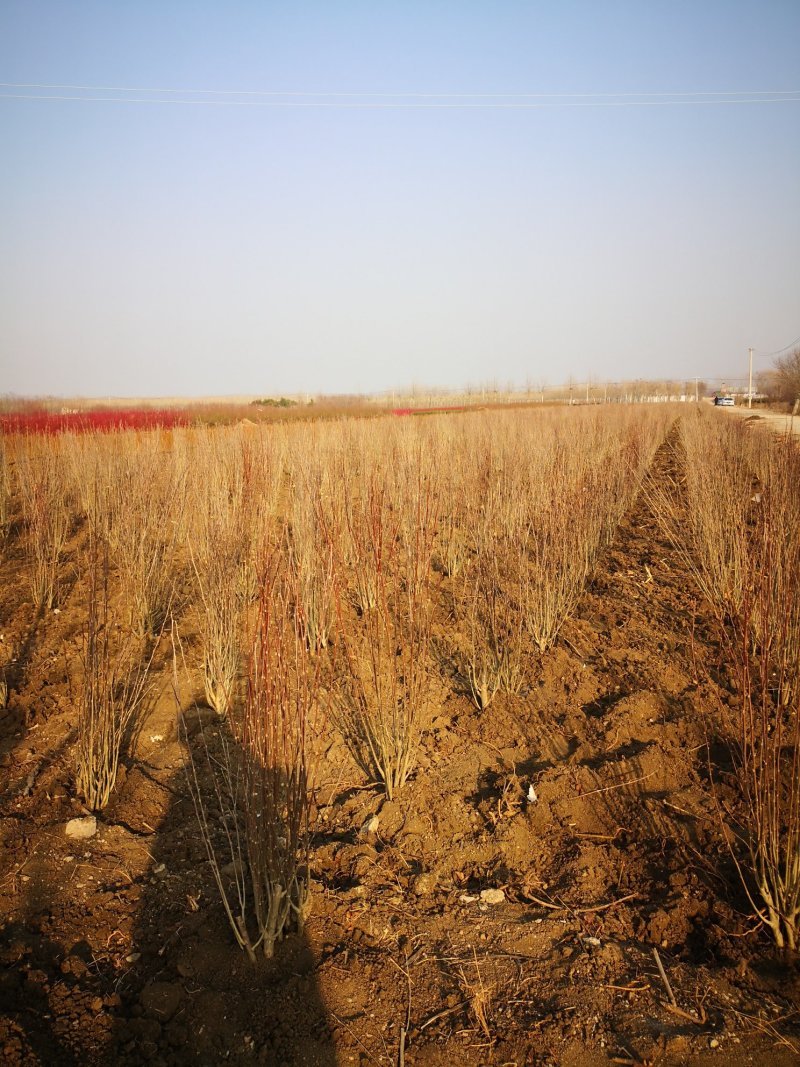 苗圃基地供应各类绿化苗木，