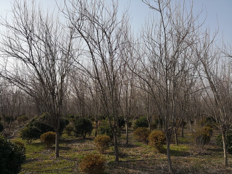苗圃基地供应各类绿化苗木，