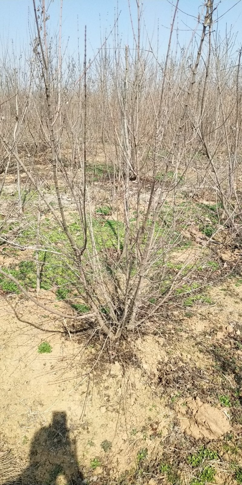 苗圃基地供应各类绿化苗木，