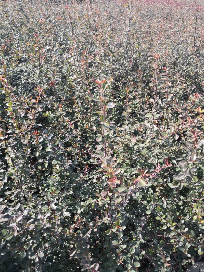 苗圃基地供应各类绿化苗木，