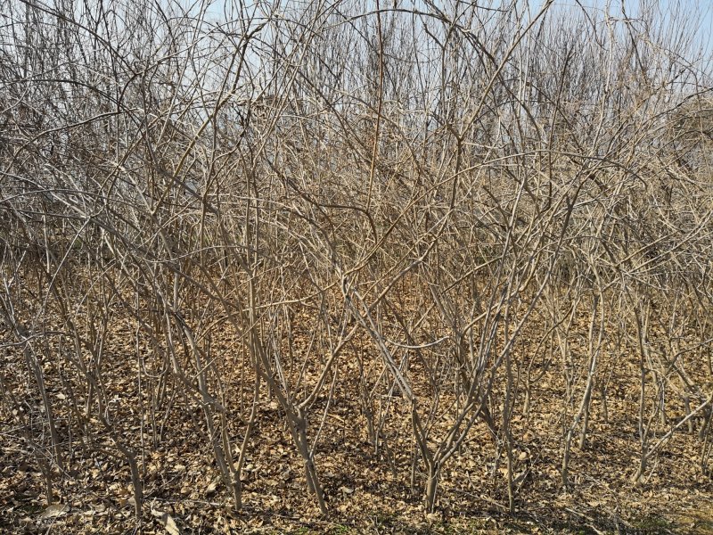 苗圃基地供应各类绿化苗木，
