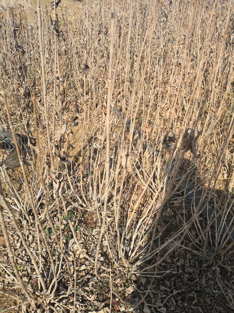 苗圃基地供应各类绿化苗木，