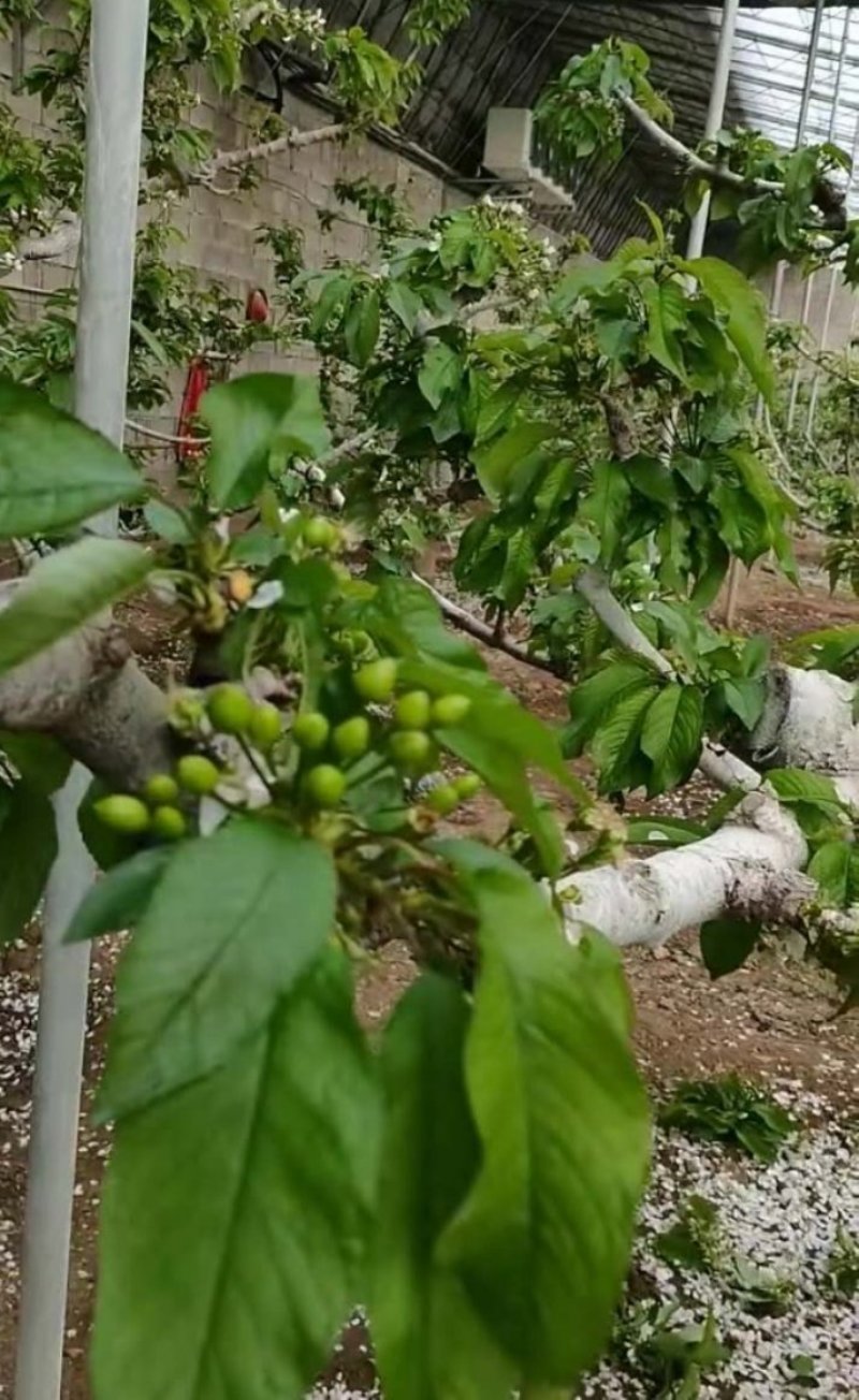 大连大樱桃，零售一件代发，代收。二月底上市，产地直发