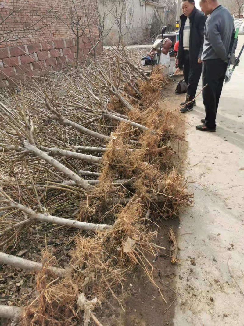 桃树