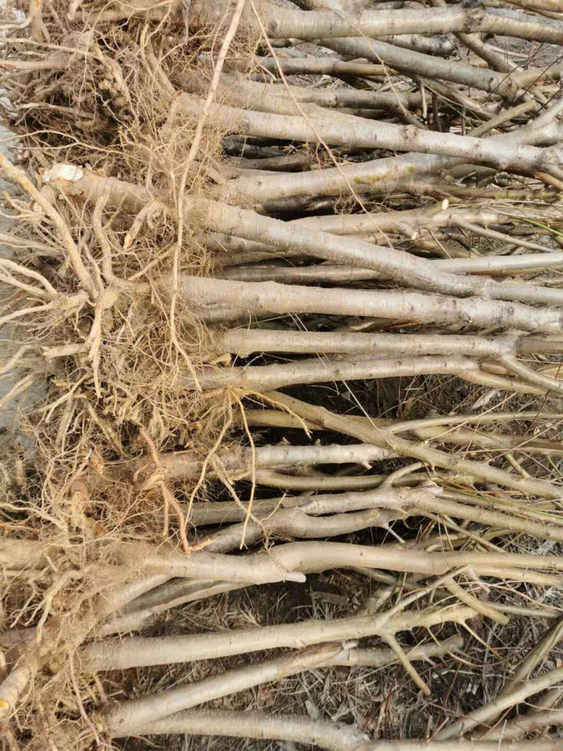桃树