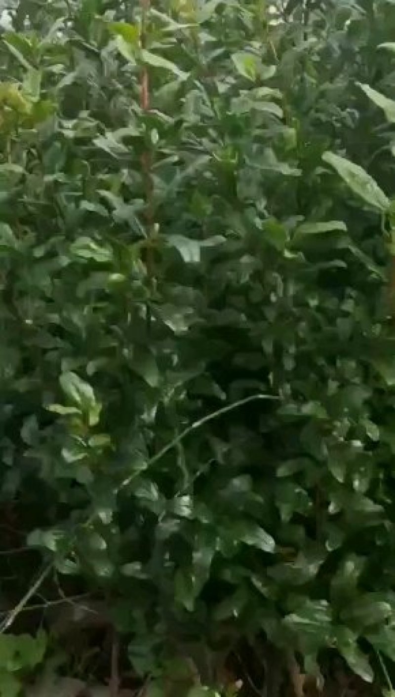 石榴苗突尼斯软籽石榴苗