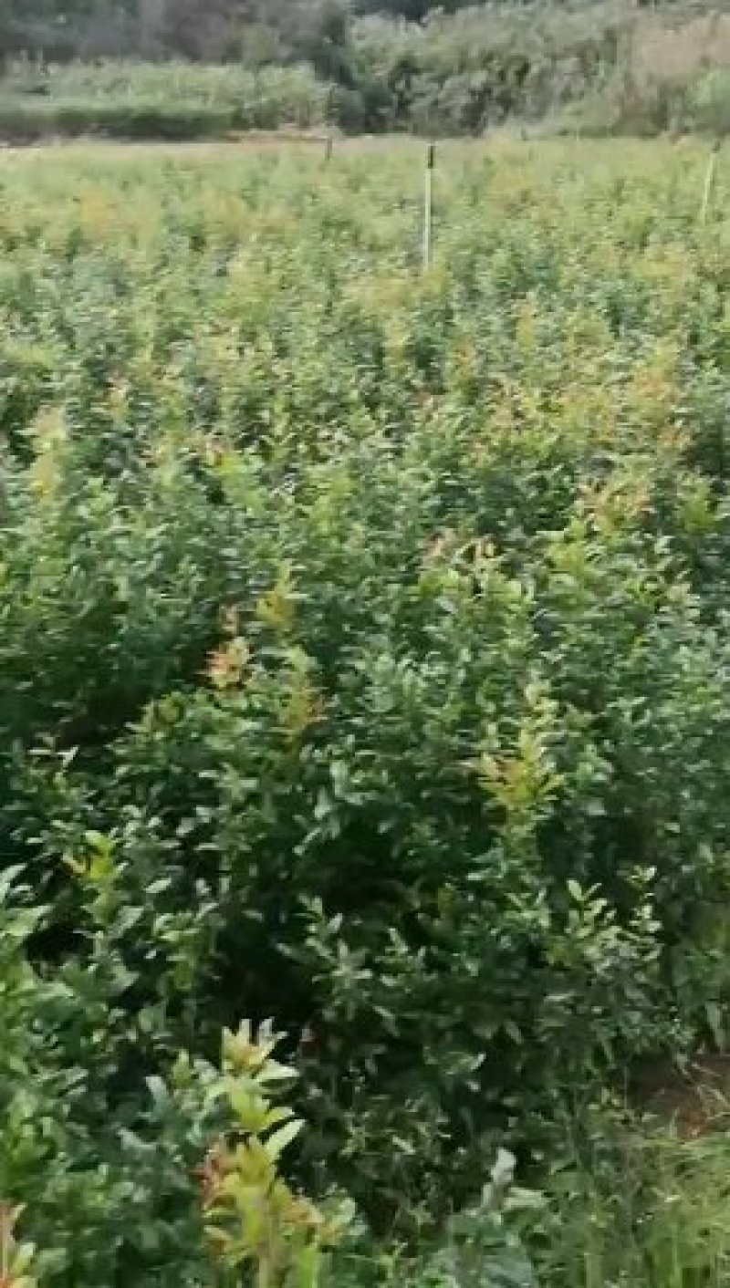 石榴苗突尼斯软籽石榴苗