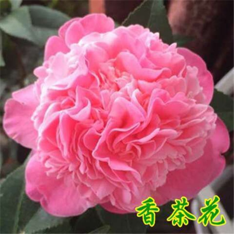 四季香妃茶花苗赤丹山茶花树苗带花苞浓香型庭院室内好养树苗