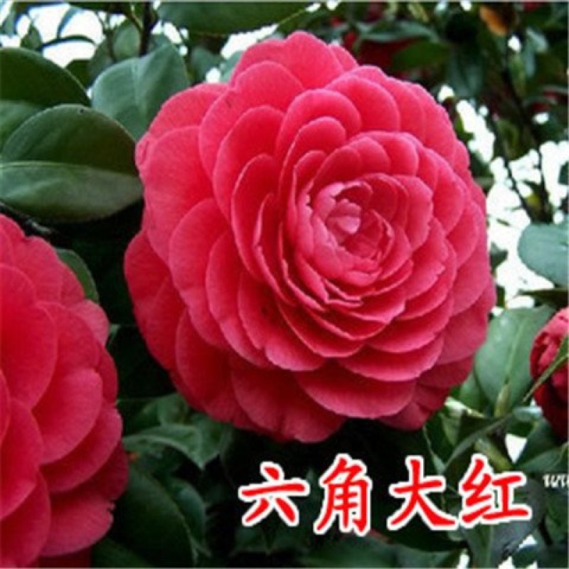 四季香妃茶花苗赤丹山茶花树苗带花苞浓香型庭院室内好养树苗
