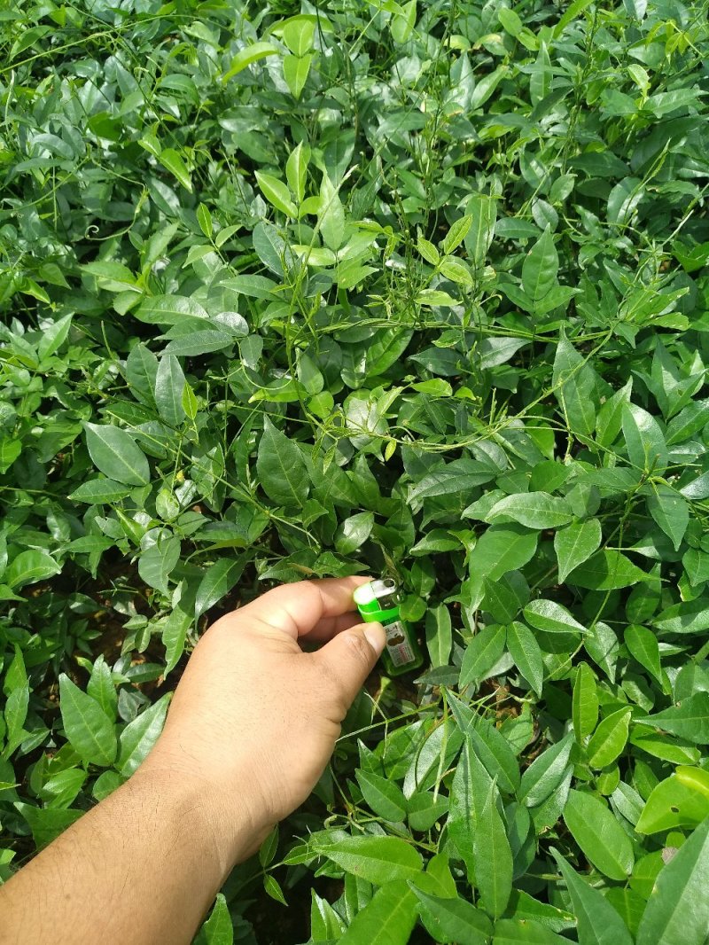 小叶、中叶牛大力苗，抗旱能力强，结薯快！