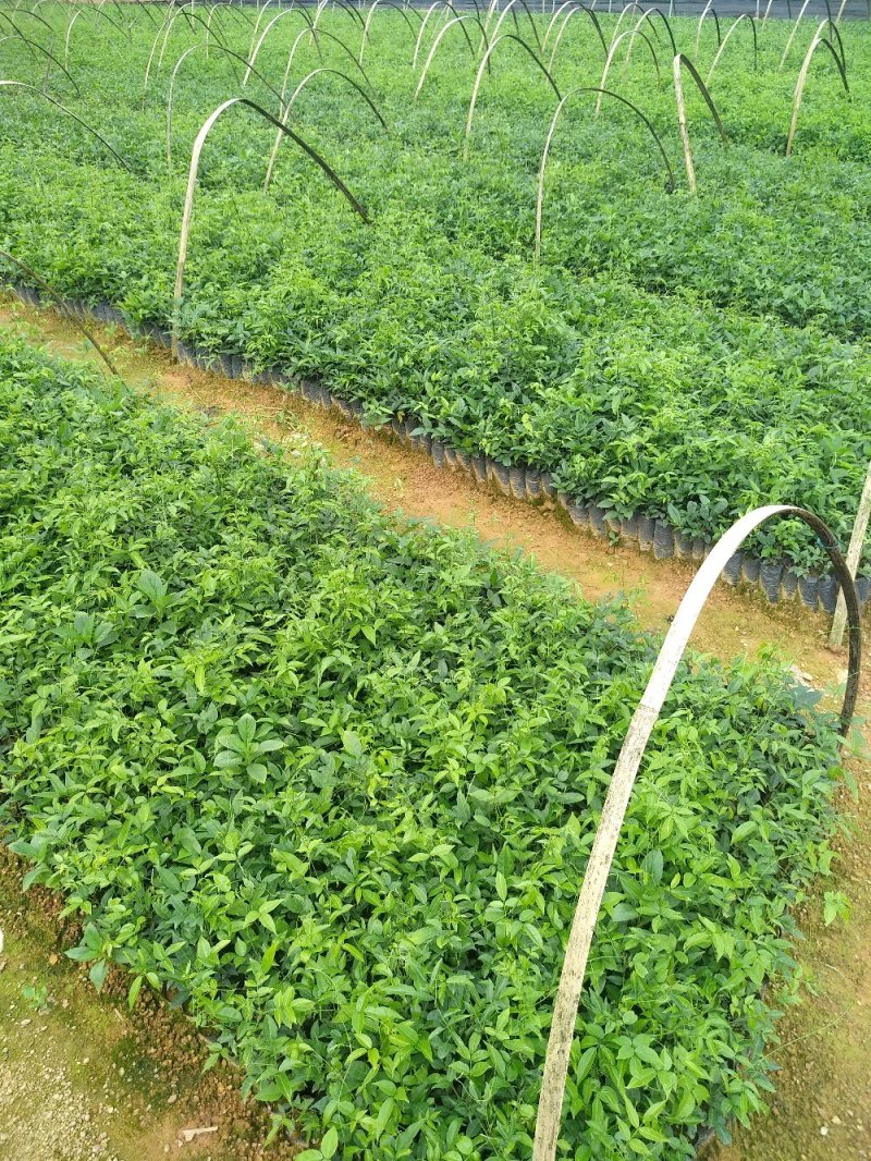 小叶、中叶牛大力苗，抗旱能力强，结薯快！