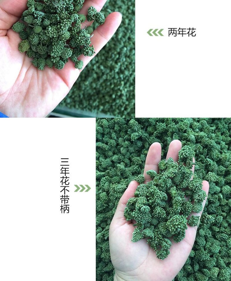 【只卖好货】文山三七花茶产地批发正品保证高性价