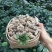 【只卖好货】文山三七花茶产地批发正品保证高性价