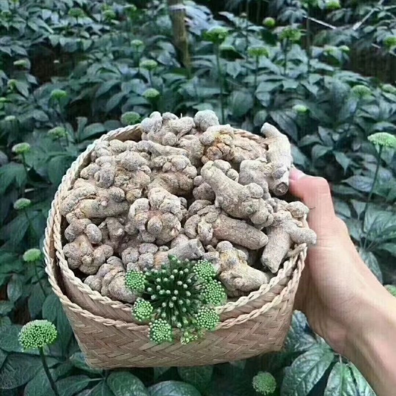 【只卖好货】文山三七花茶产地批发正品保证高性价