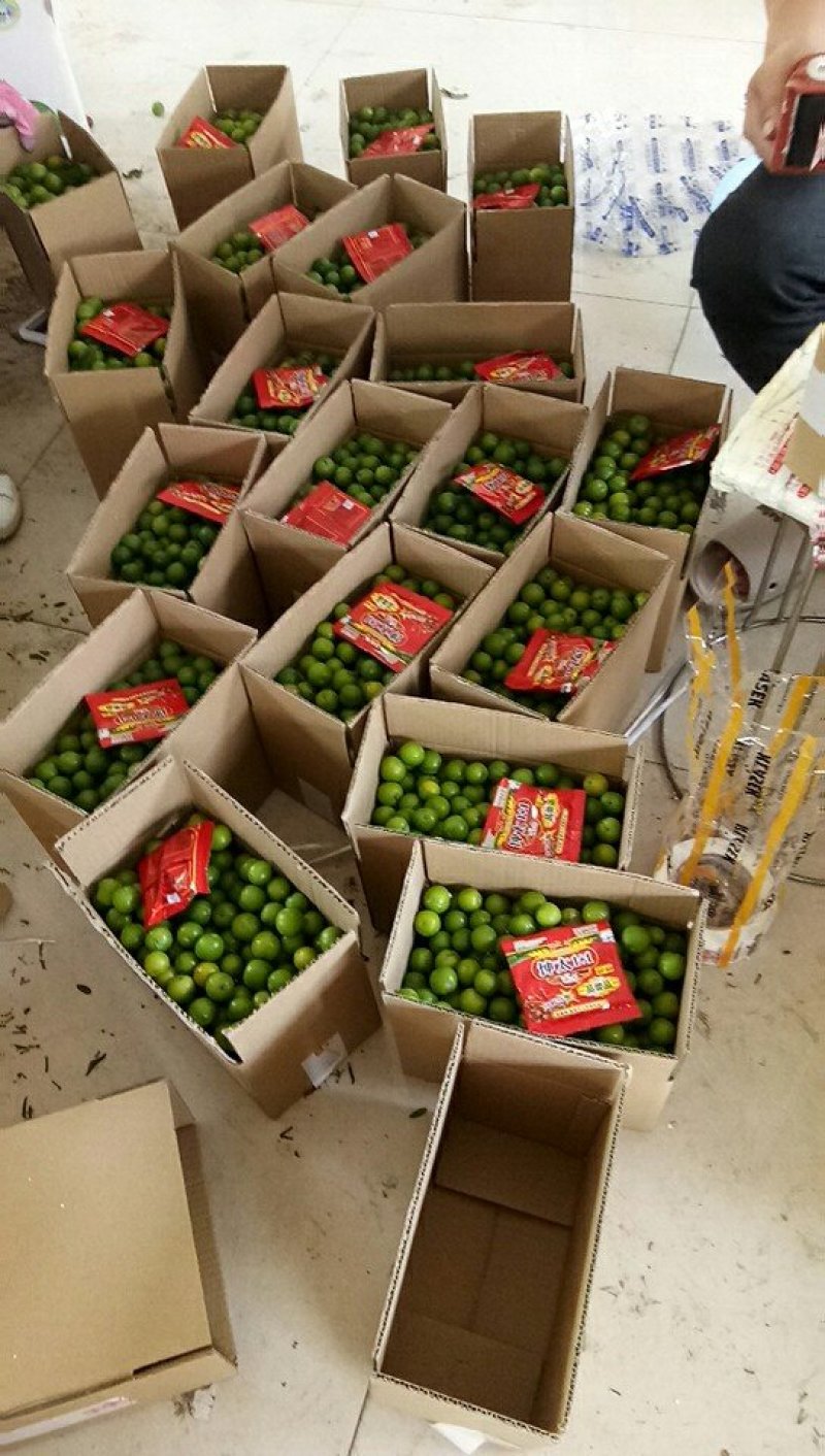 早李大量上市一件代发产地代办市场直供诚信交易广交好友