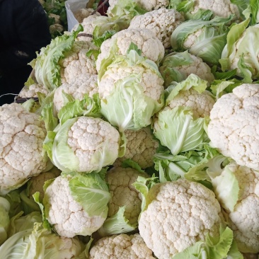 精品紧花2~3斤，长年供应基地货，价格美丽，货源稳定。